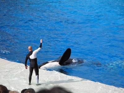 Shamu and trainer