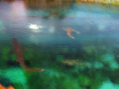 Sea World Shark Encounter