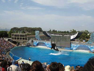 Shamu jumping