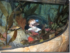 Sea-Life Aquarium Kid Dome in Tank